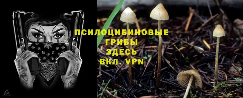 Псилоцибиновые грибы Psilocybine cubensis  Кирсанов 