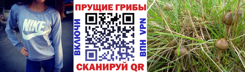 KRAKEN   Кирсанов  Псилоцибиновые грибы GOLDEN TEACHER  что такое наркотик 
